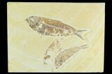 Trio of Fossil Fish (Knightia) - Green River Formation #126565-1